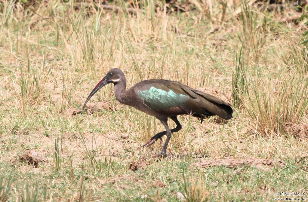 Ibis hagedash
