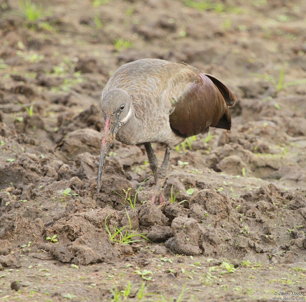 Ibis hagedash