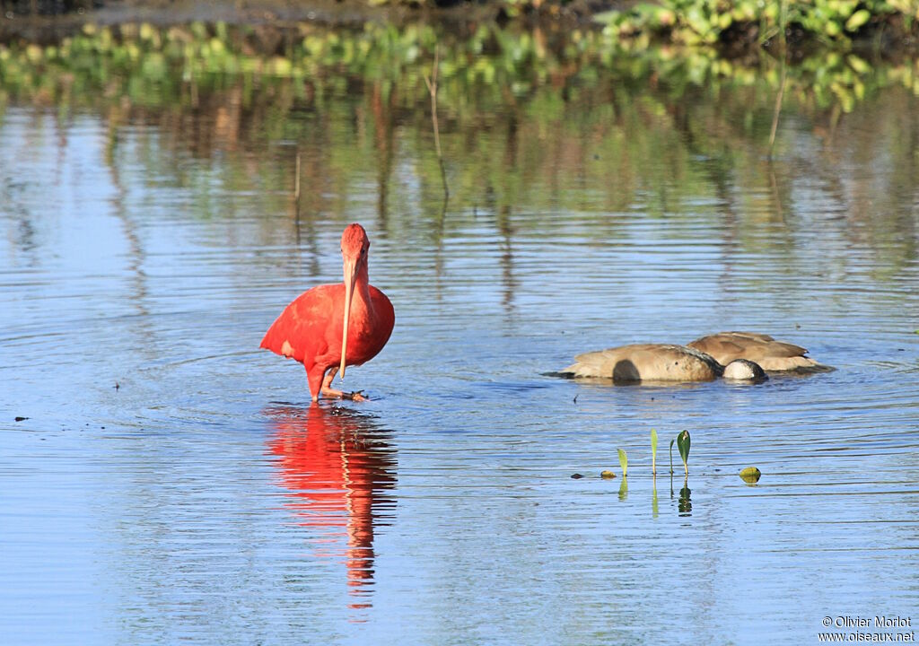 Ibis rouge