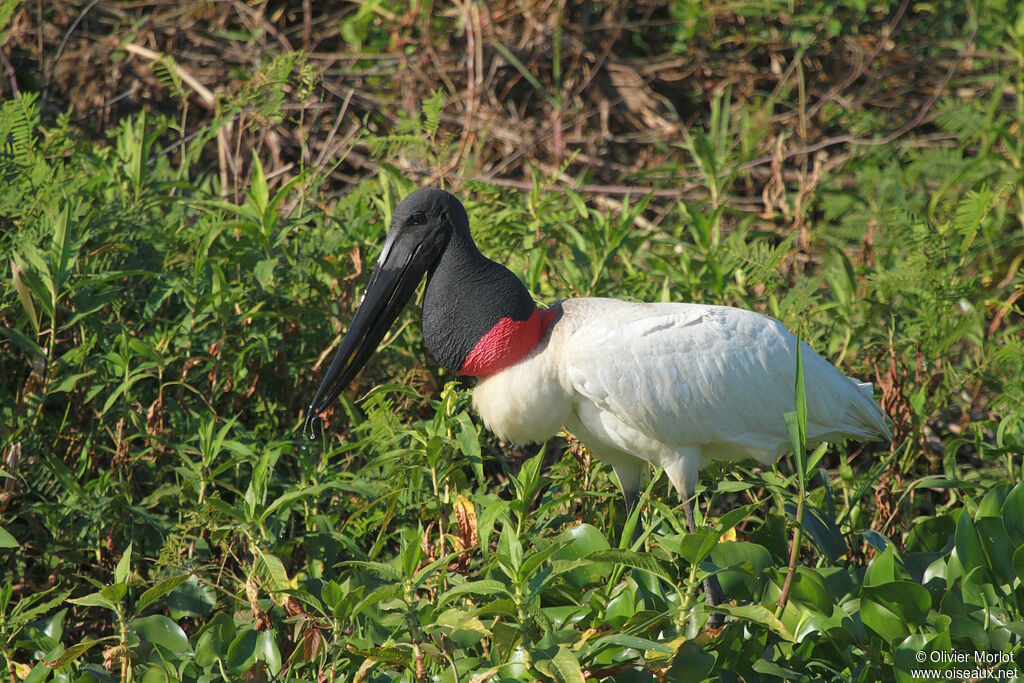 Jabiru d'Amérique