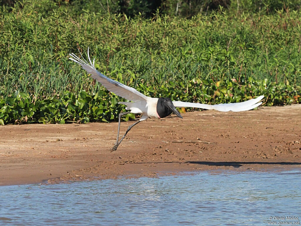 Jabiru d'Amérique