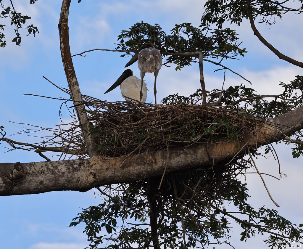 Jabiru d'Amériqueimmature