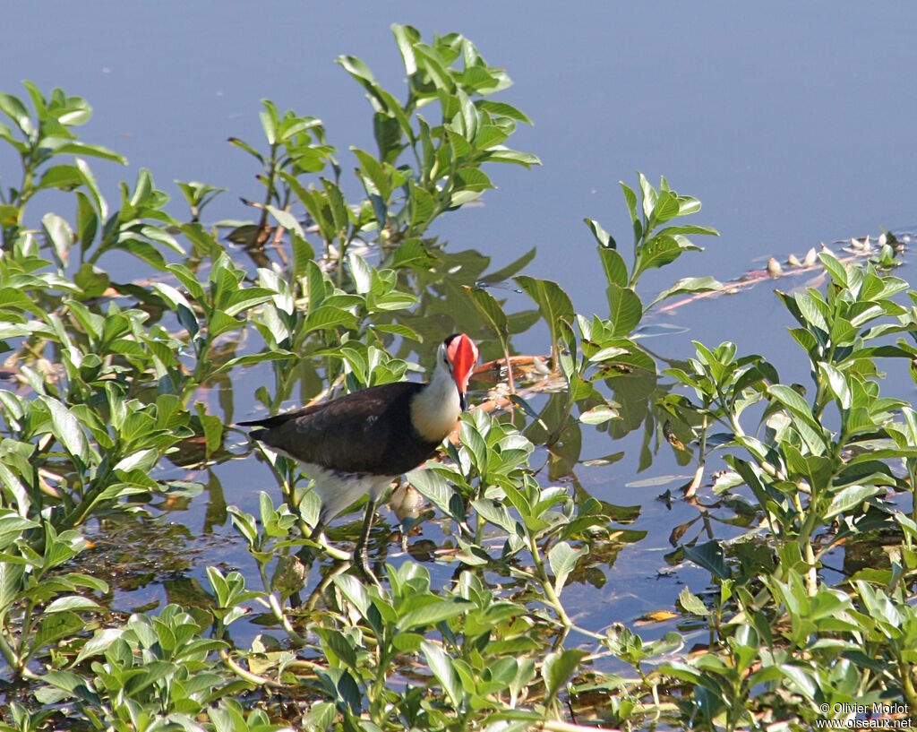 Comb-crested Jacana