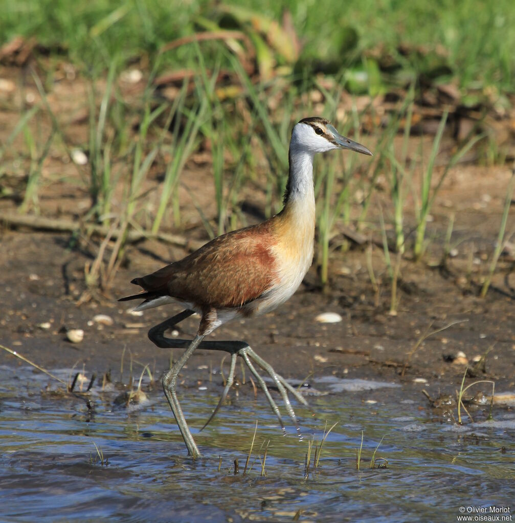 African Jacana