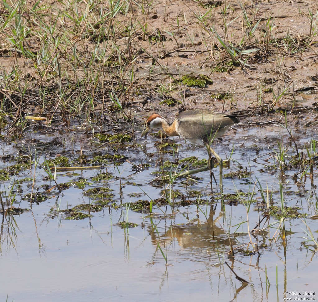 Jacana bronzéjuvénile