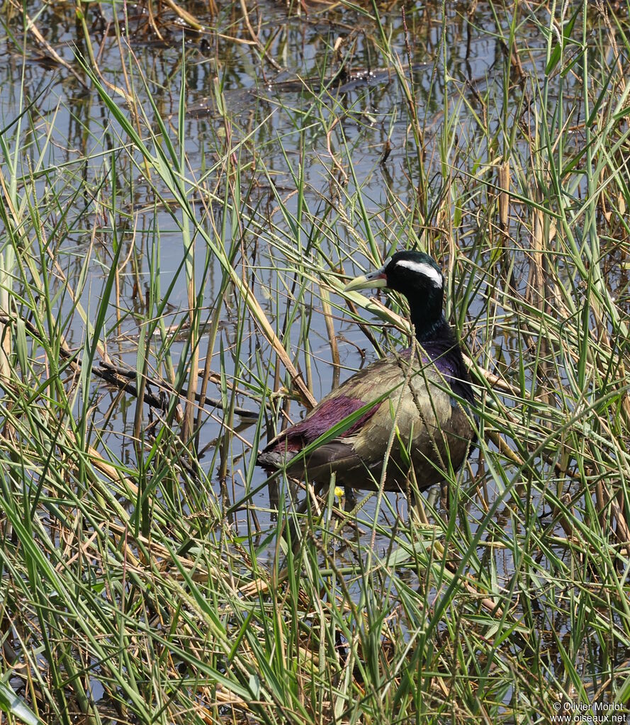 Jacana bronzé