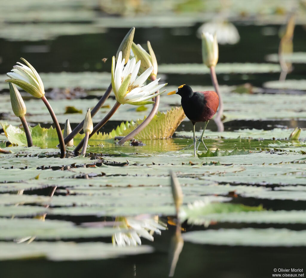 Northern Jacana