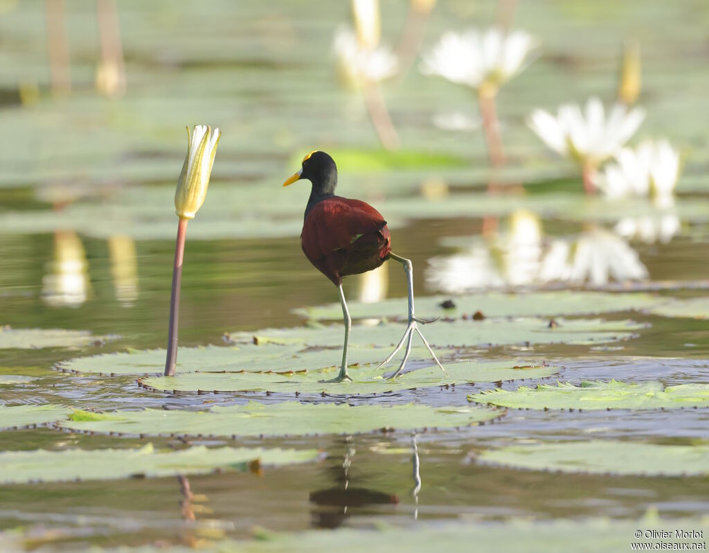 Northern Jacana