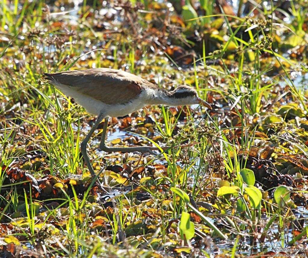 Jacana noirjuvénile