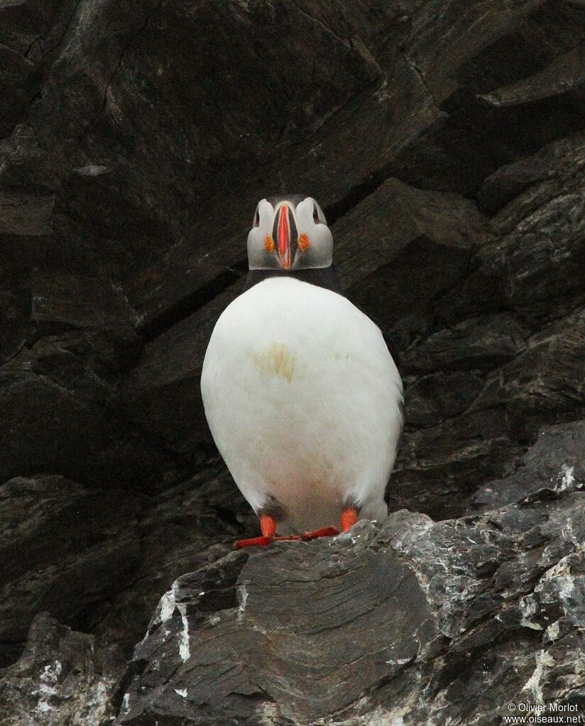 Atlantic Puffin