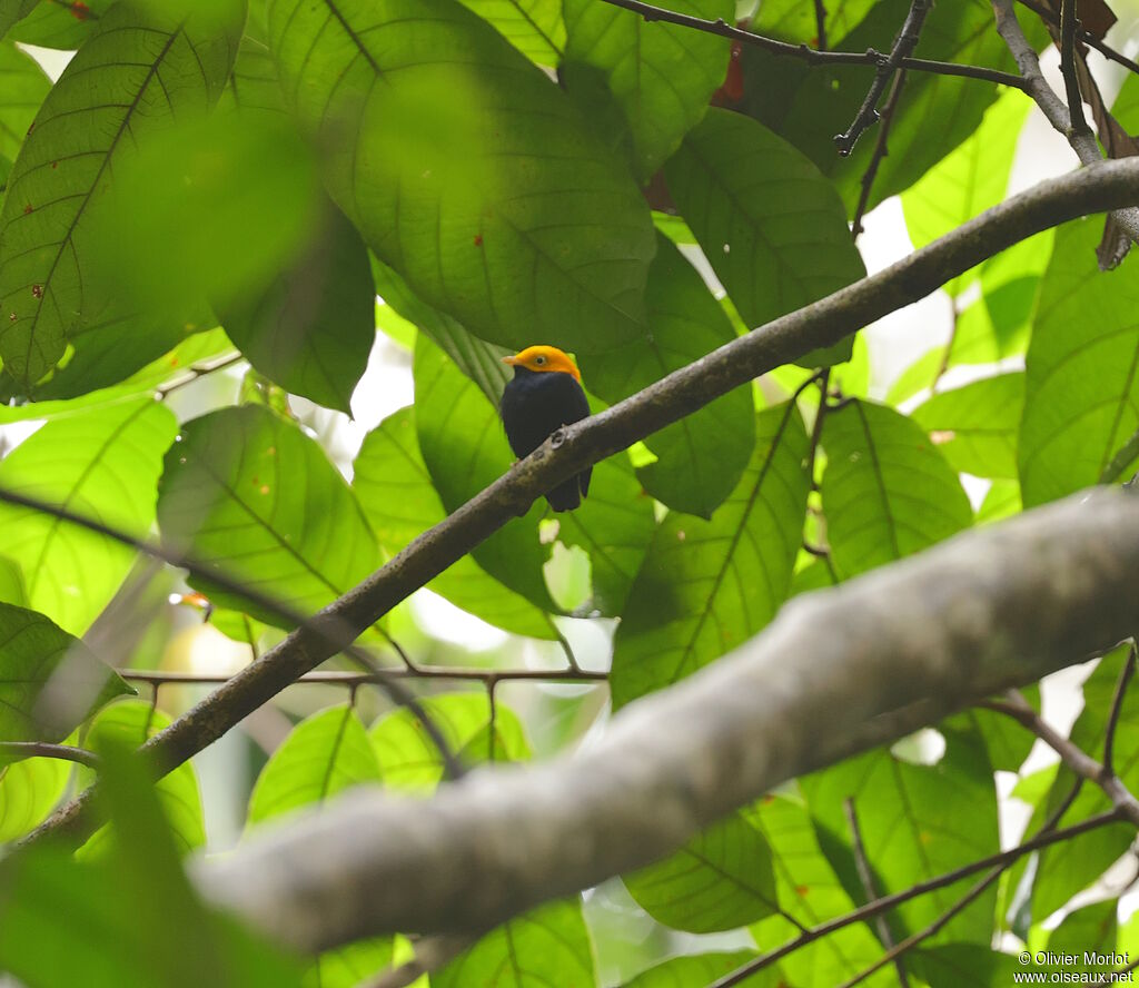 Manakin à tête d'or mâle