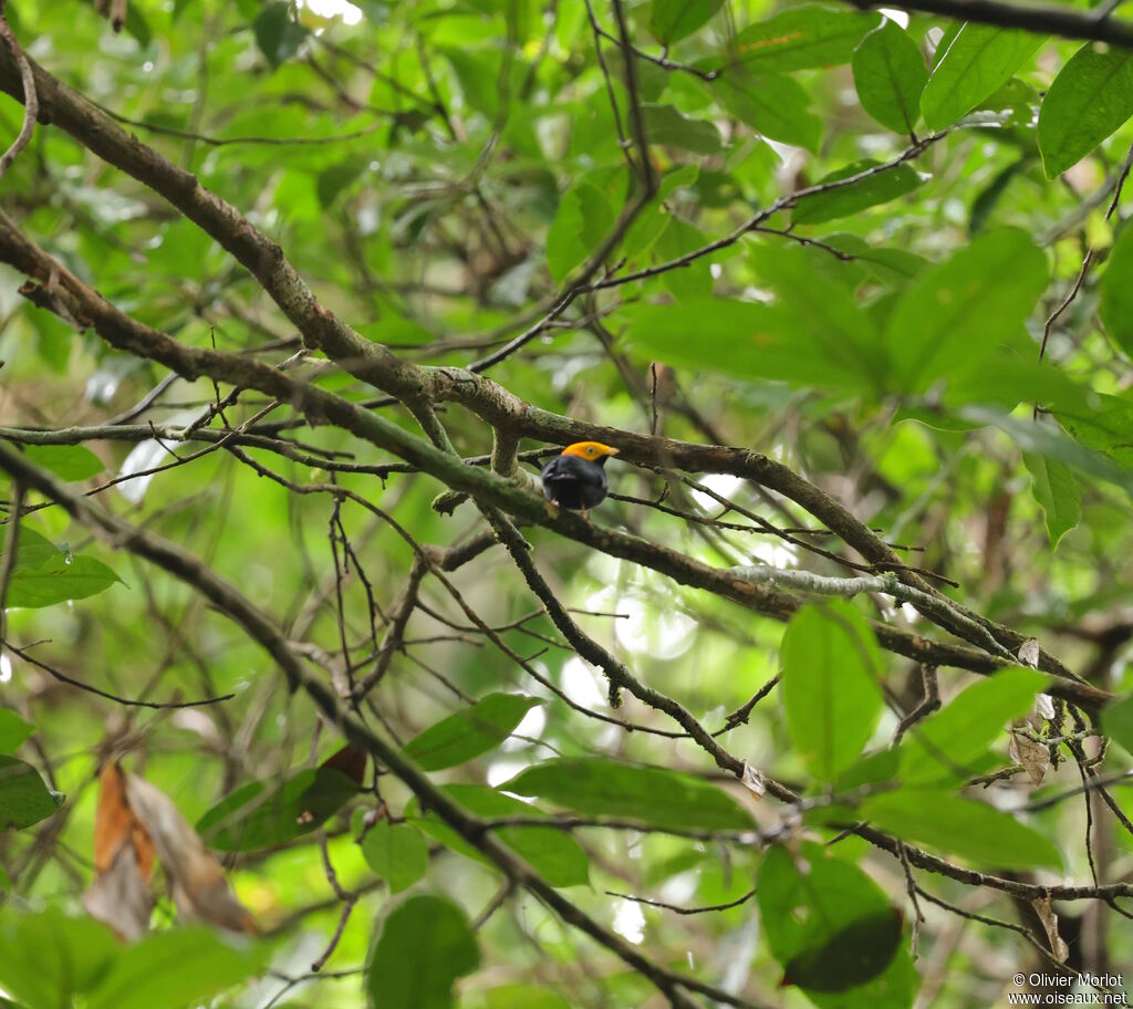 Manakin à tête d'or