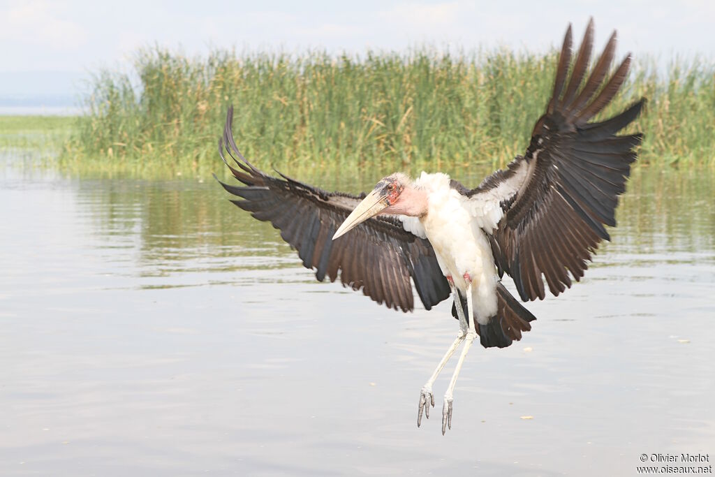 Marabou Stork
