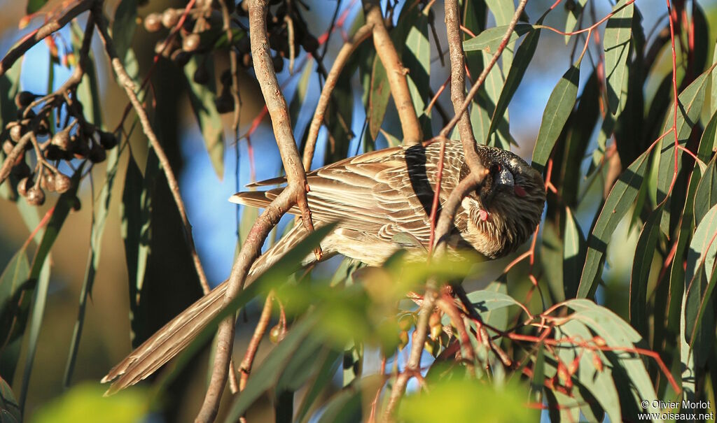 Red Wattlebird