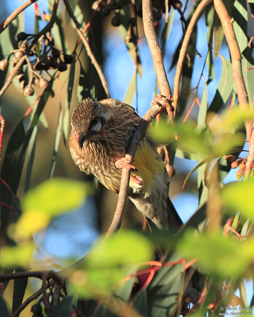 Red Wattlebird