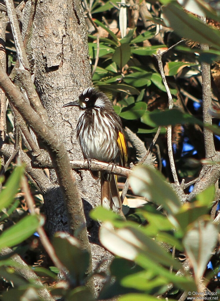 New Holland Honeyeater