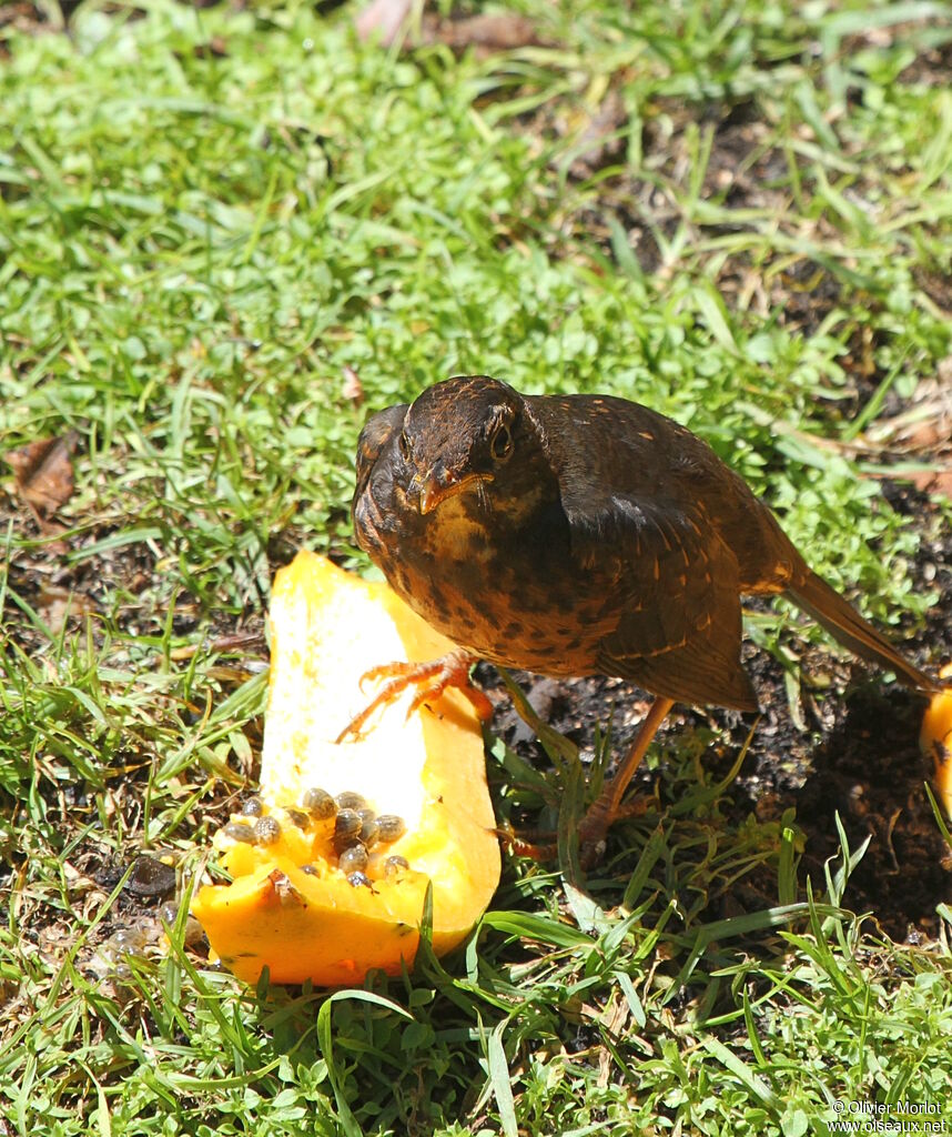 Tasman Sea Island Thrush