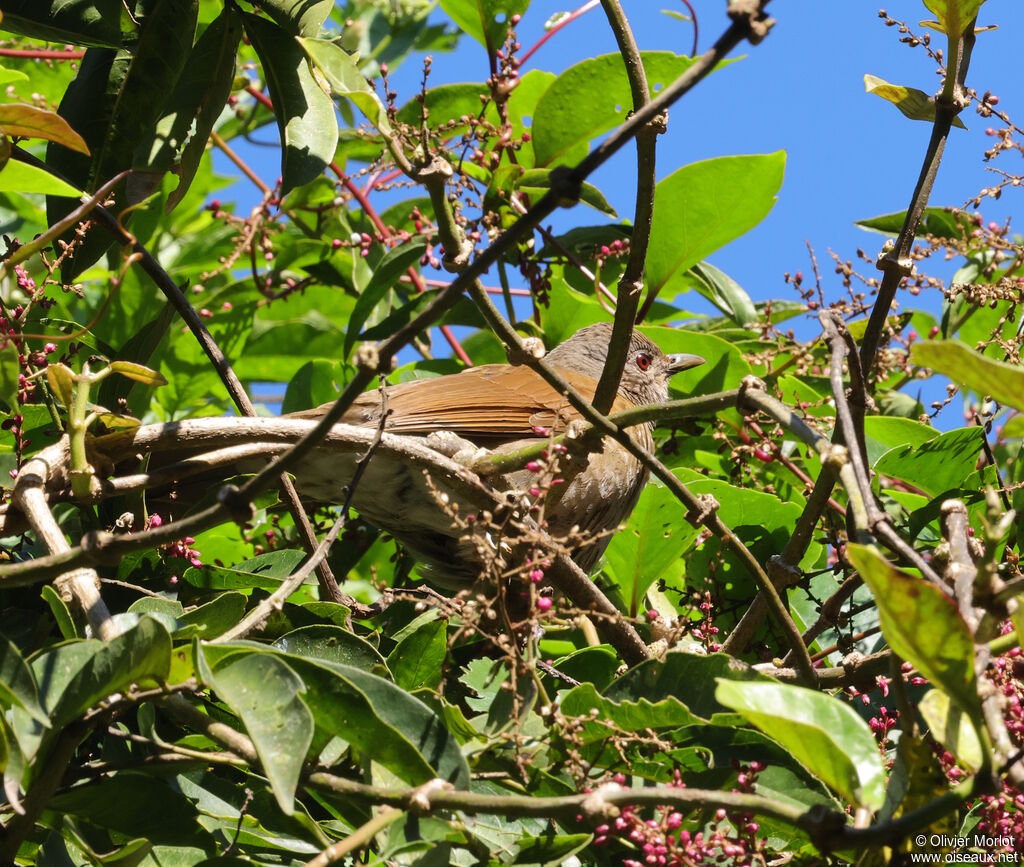 Pale-breasted Thrush
