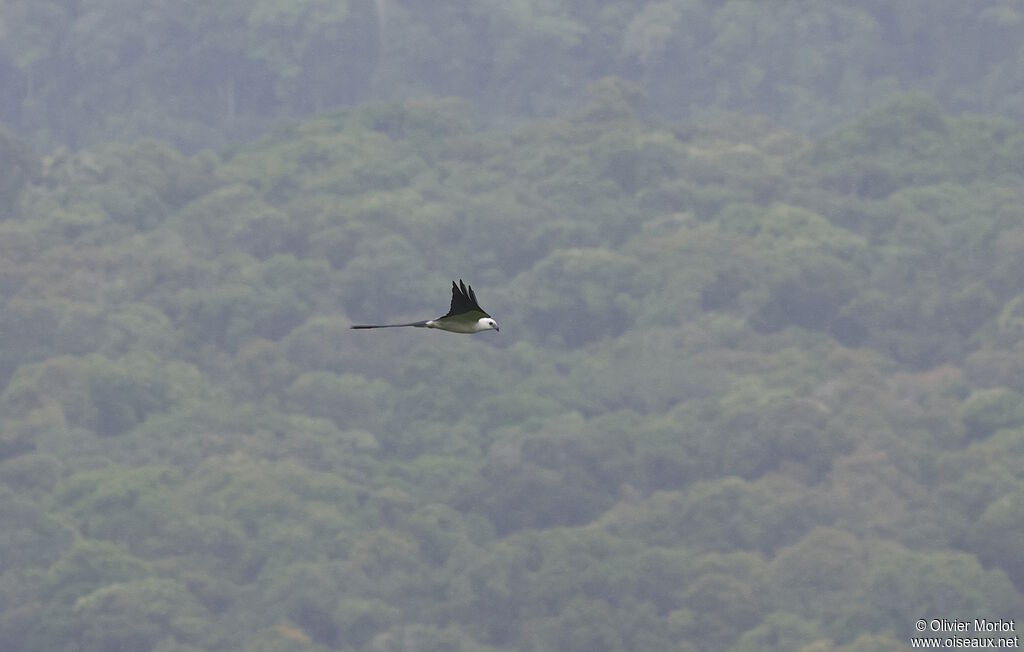 Milan à queue fourchue - Naucler à queue fourchue<br />