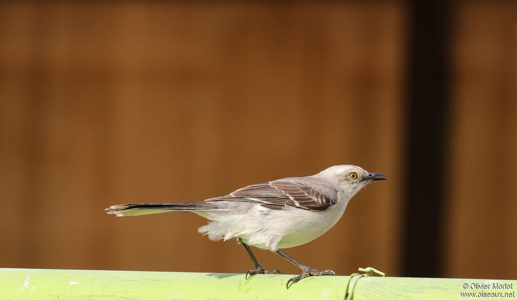 Tropical Mockingbird