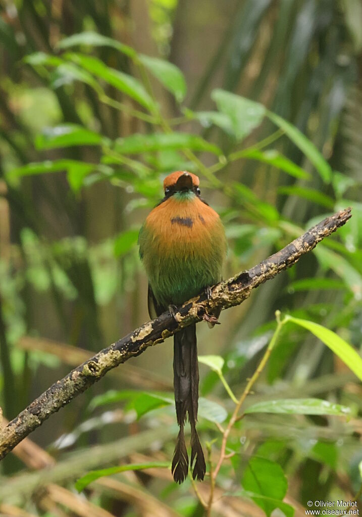 Motmot à bec large