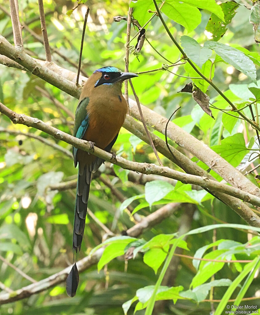 Whooping Motmot