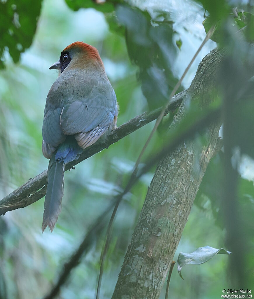 Motmot oranroux