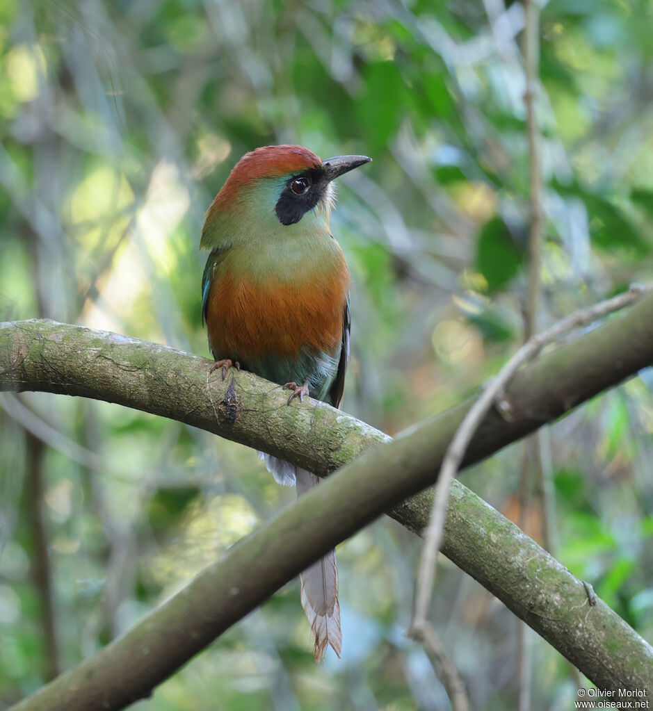 Motmot oranroux