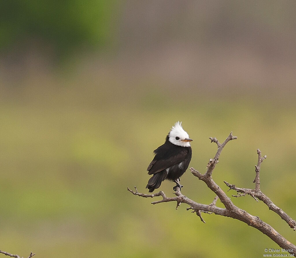 Moucherolle à tête blanche
