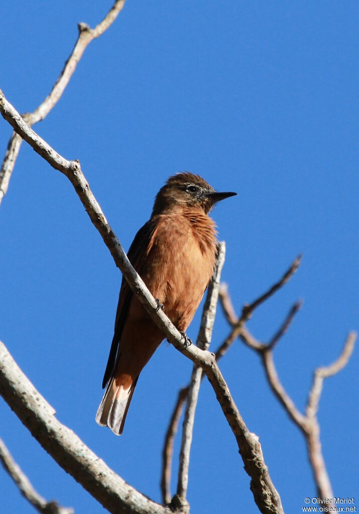 Cliff Flycatcher