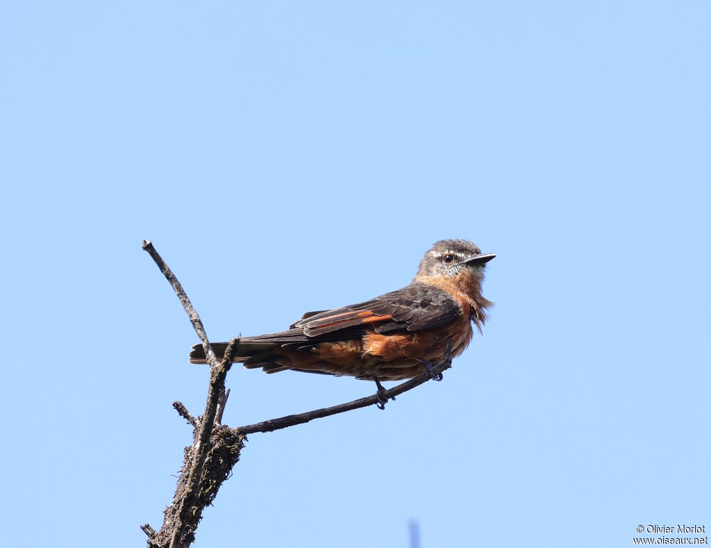 Moucherolle hirondelle