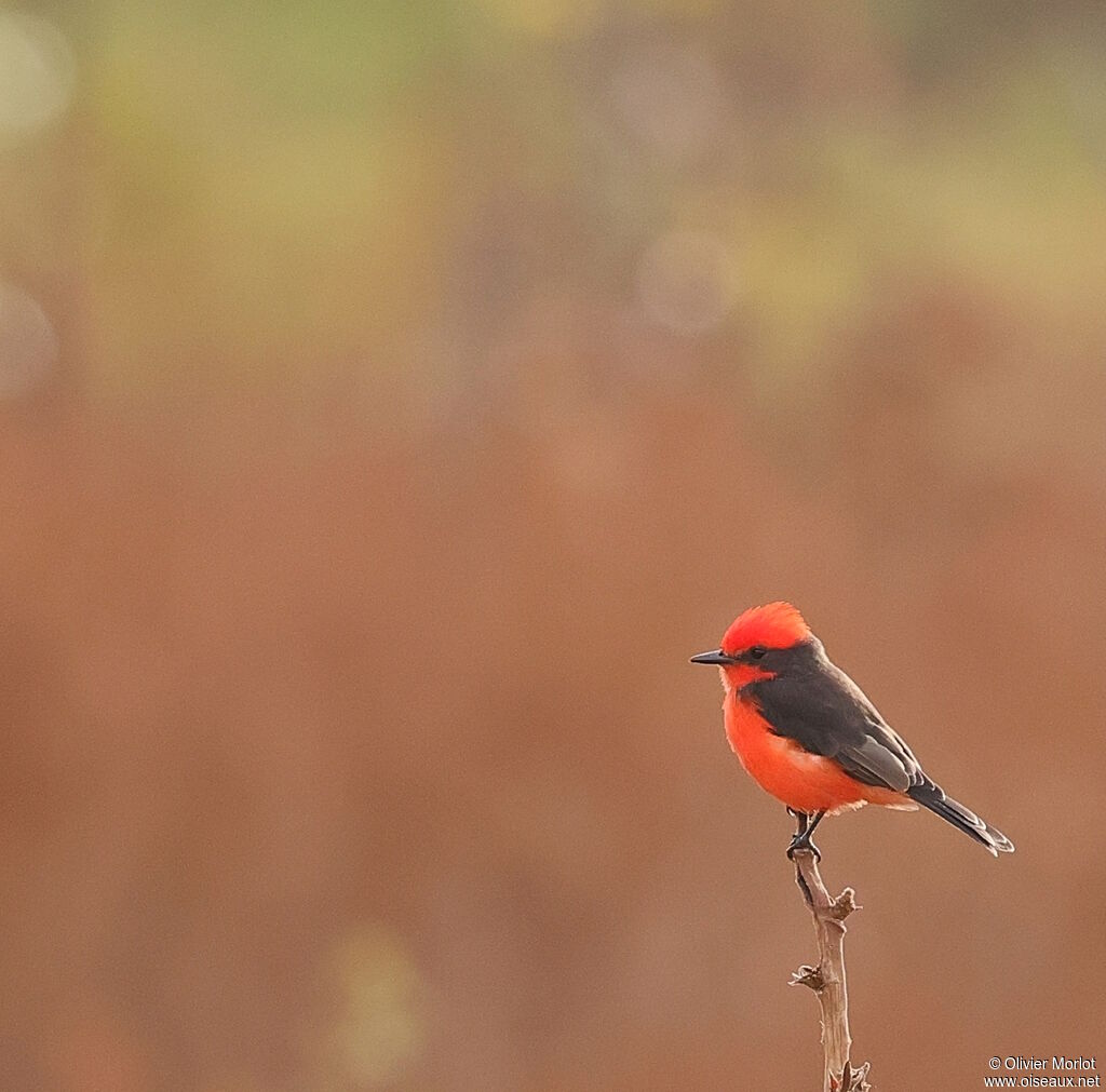 Moucherolle vermillon mâle