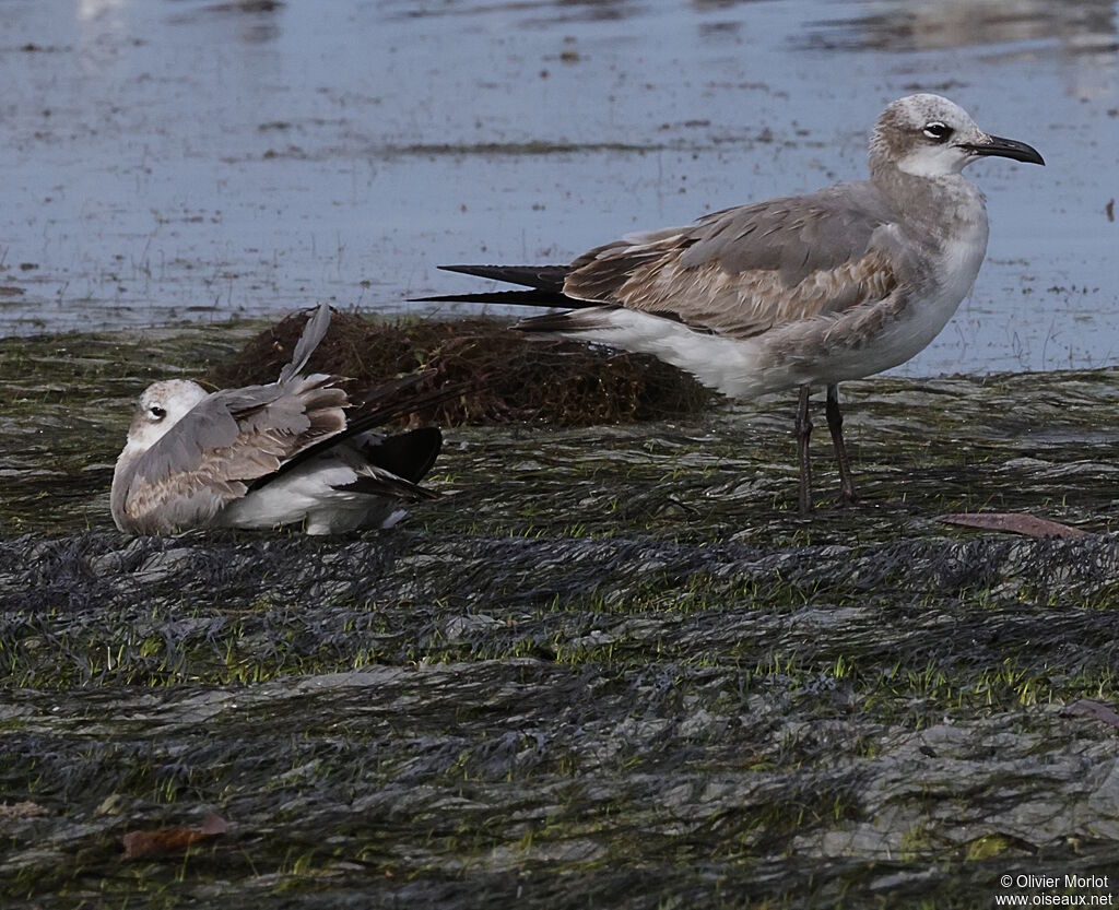 Laughing Gull