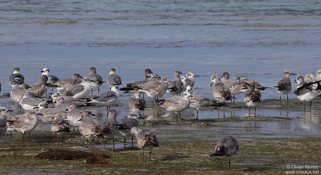 Laughing Gull