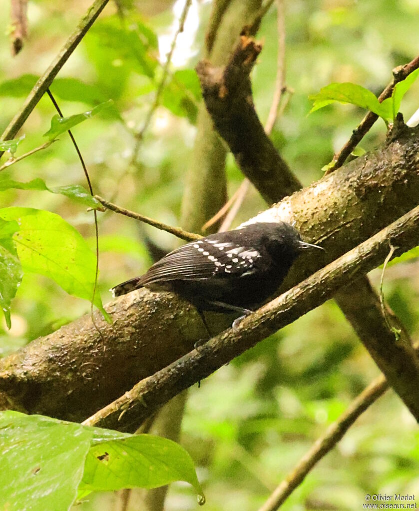 White-flanked Antwren