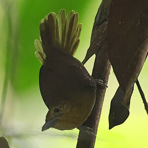 Myrmidon à ventre brun