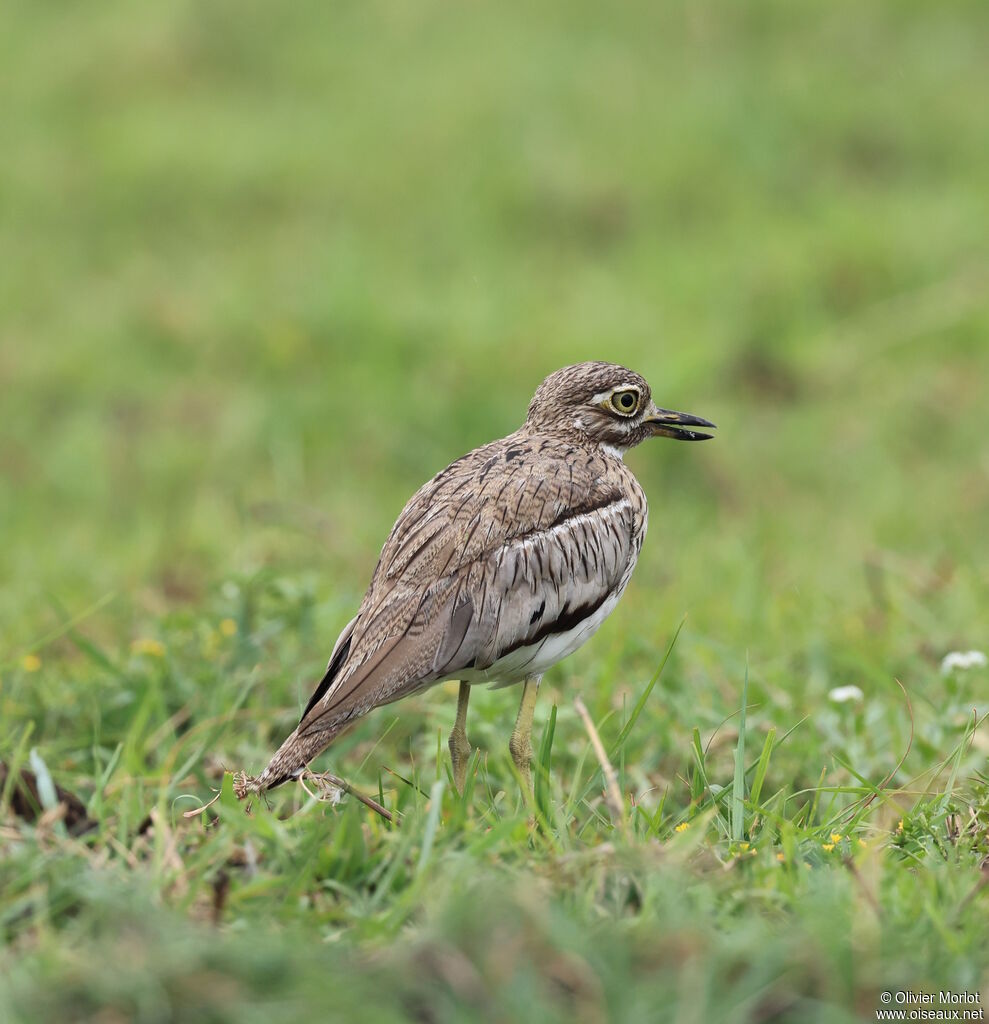 Water Thick-knee