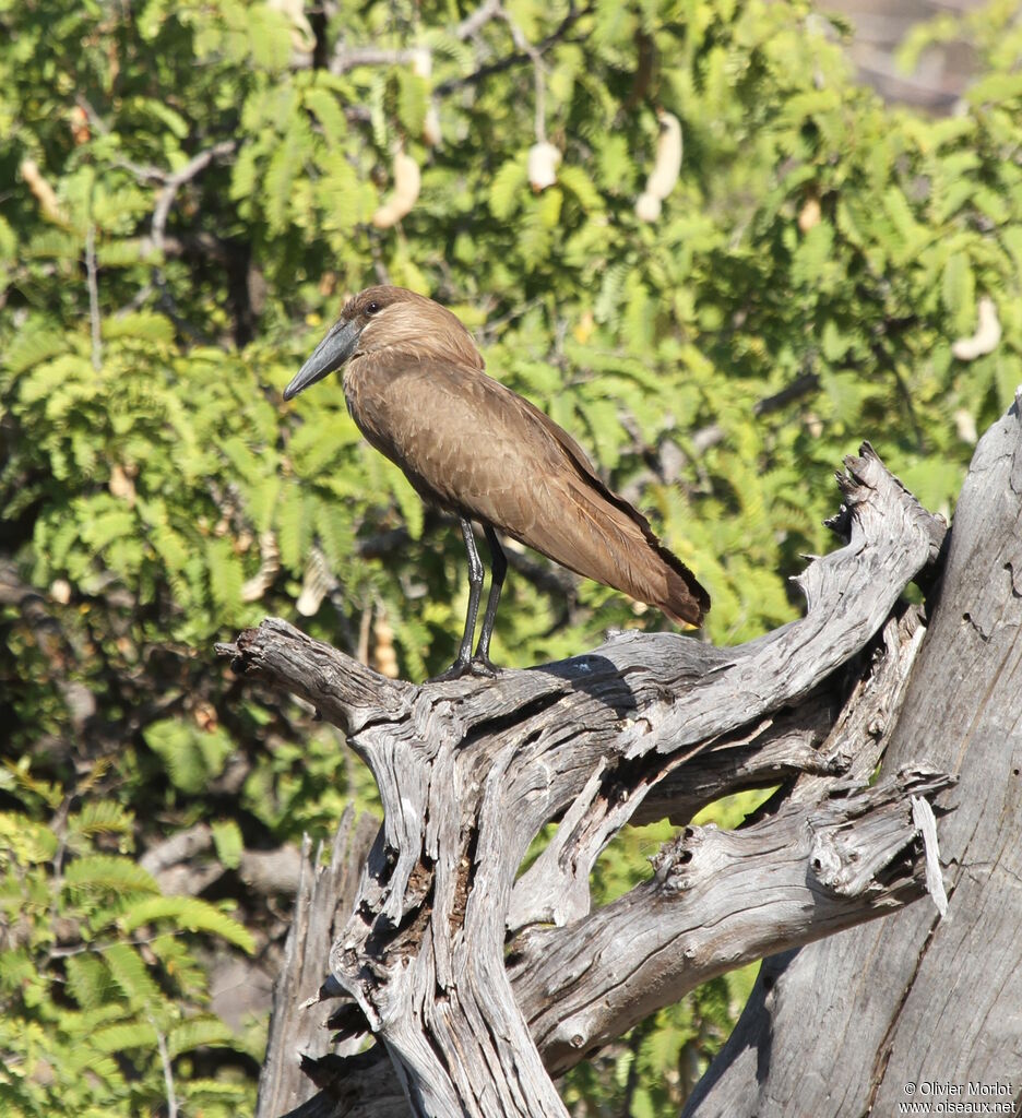 Hamerkop