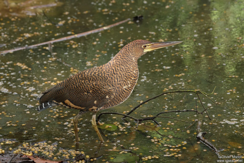 Bare-throated Tiger Heronjuvenile