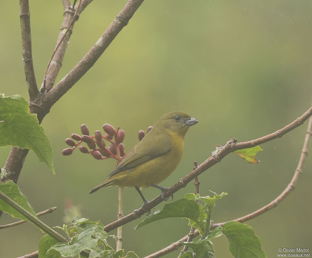 Thick-billed Euphonia