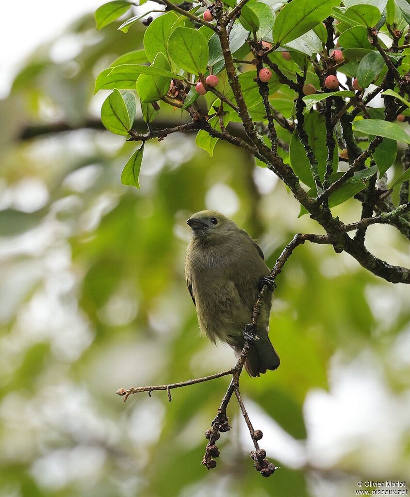 Thick-billed Euphonia