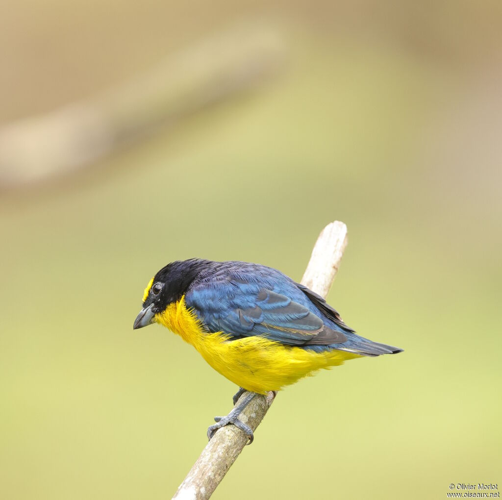 Thick-billed Euphonia male