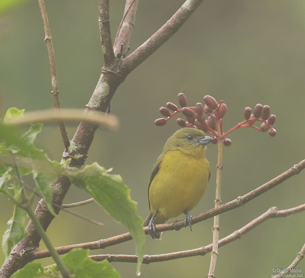 Thick-billed Euphonia