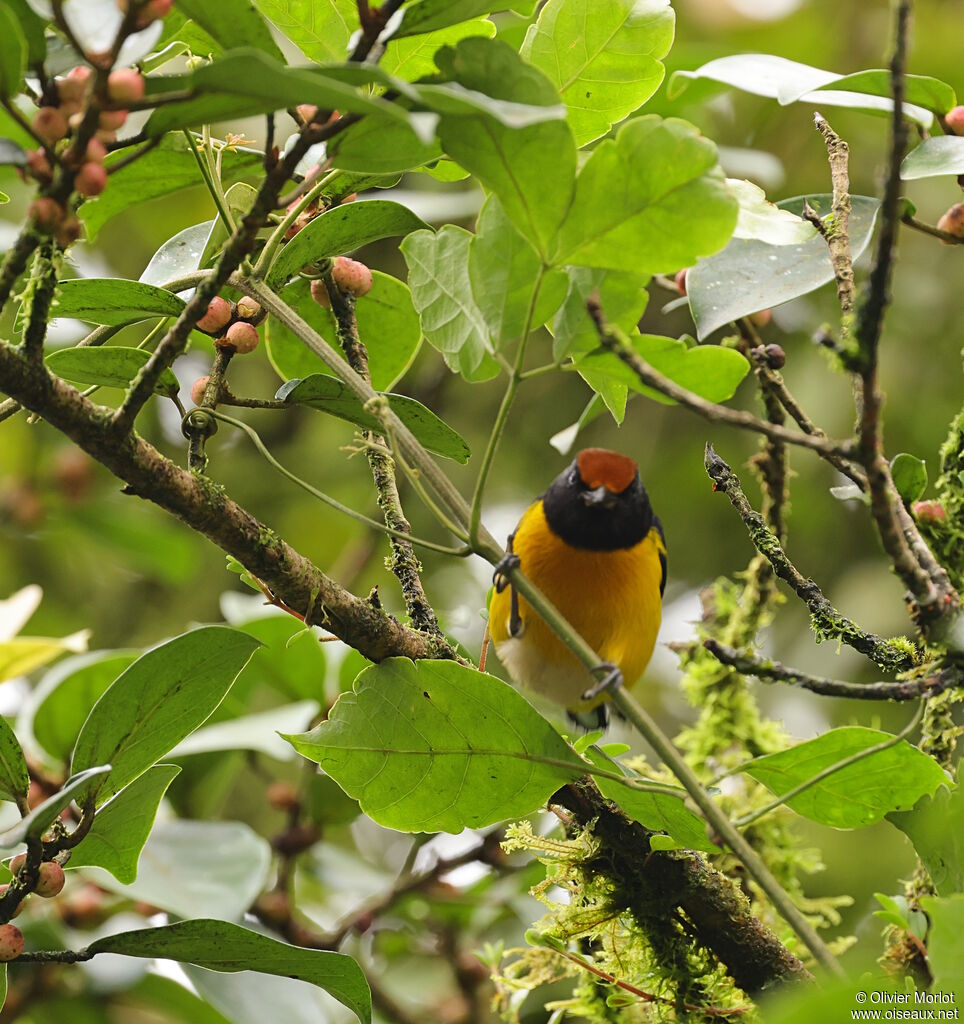 Tawny-capped Euphonia