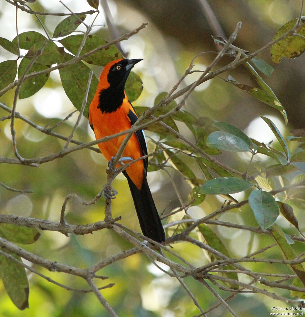 Orange-backed Troupial