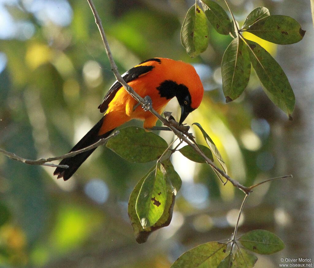 Orange-backed Troupial