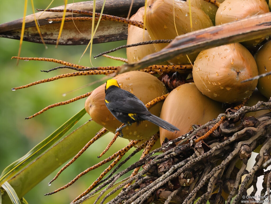 Oriole à épaulettes