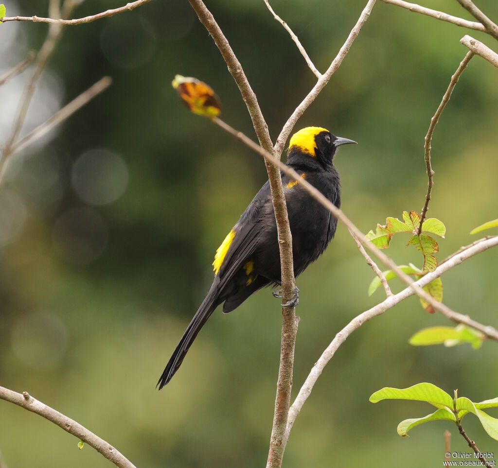Oriole à épaulettes