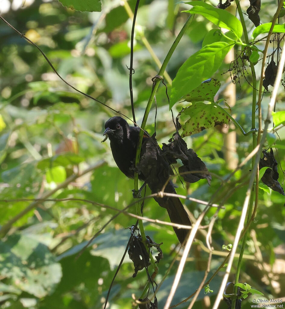 Oriole à galons