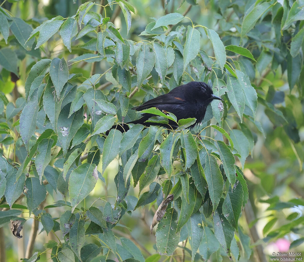 Oriole à galons